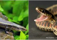 Apakah Ular Mengalami Pertumbuhan Embrio di Luar Induk?