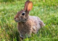 Kelinci Berkembang Biak dengan Cara: Memahami Proses Reproduksi Kelinci