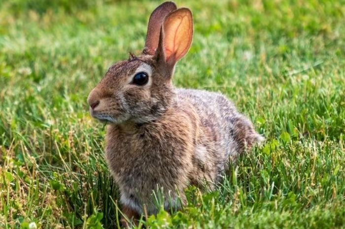 Kelinci Berkembang Biak dengan Cara: Memahami Proses Reproduksi Kelinci