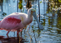 Burung Emprit Pink: Elegan, Langka, dan Memesona