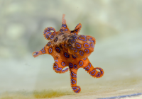 Gurita Berkembang Biak dengan Cara: Memahami Proses Reproduksi Unik dari Hewan Laut yang Bijak