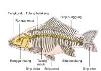 Apakah Ikan Memiliki Tulang Belakang?