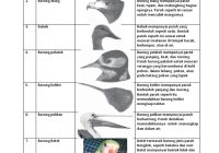 Emprit Paruh Merah: Burung Kecil yang Penuh Warna dan Kecerdasan