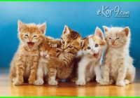 Pertumbuhan Kucing Persia: Tahapan dan Faktor yang Mempengaruhi