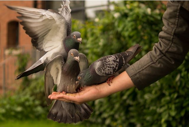 Merpati Bertelur Cuma 1: Apa yang Perlu Diketahui