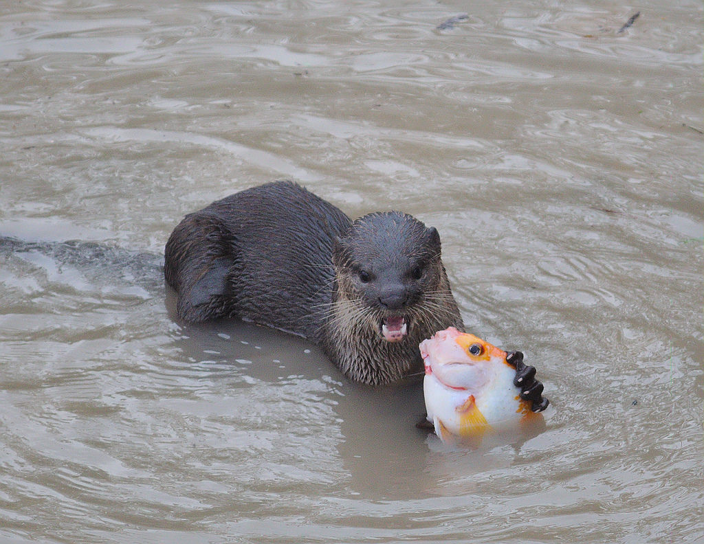 Apakah Otter Dilindungi? Status Konservasi dan Upaya Perlindungan Otter di Dunia