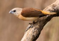 Burung Emprit Kuning: Spesies yang Langka dan Mempesona