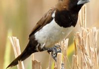 Burung Emprit Suara Kenari: Sosok Unggul dalam Dunia Burung Berkicau