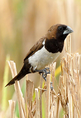 Burung Emprit Suara Kenari: Sosok Unggul dalam Dunia Burung Berkicau