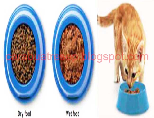 Cara Memanaskan Makanan Basah Kucing dengan Aman dan Sehat