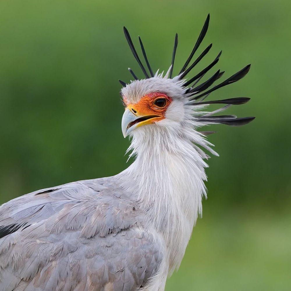 Burung Emprit Jambul: Spesies Unik dan Menarik