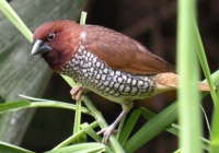 Burung Emprit Paruh Merah: Kesempurnaan Alam yang Menawan