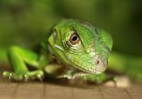 Iguana Berkembang Biak dengan Cara: Proses Reproduksi Iguana yang Unik dan Menarik
