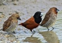 Makanan Burung Emprit: Panduan Lengkap untuk Merawat Burung Anda