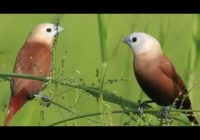 Burung Emprit Putih: Keindahan dan Ciri-Ciri