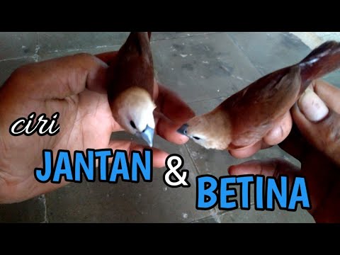 Burung Emprit Kaji Jantan dan Betina: Perbedaan dan Karakteristik Unik