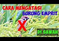 Racun Burung Emprit di Sawah: Mengenal Bahaya dan Cara Pengendalian