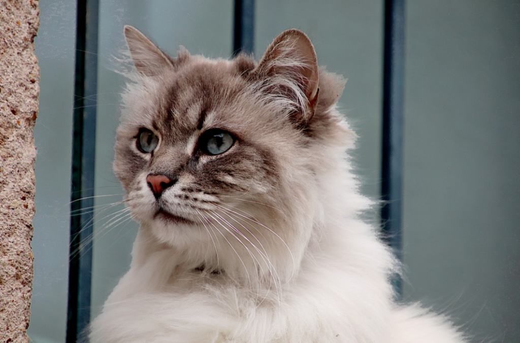 Kucing Anggora Harga 100 Ribu di Banyuwangi: Apakah Mungkin?