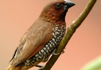 Berikut adalah artikel tentang makanan burung emprit lolohan dengan 1600 kata dalam bahasa Indonesia: