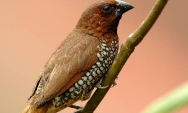 Berikut adalah artikel tentang makanan burung emprit lolohan dengan 1600 kata dalam bahasa Indonesia: