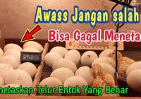 Berapa Hari Telur Entok Menetas di Mesin Penetas?