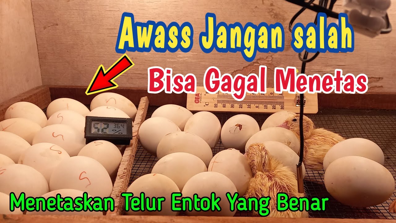 Berapa Hari Telur Entok Menetas di Mesin Penetas?