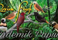 Burung Emprit Papua: Keindahan dan Keunikan yang Tersembunyi di Ujung Timur Indonesia