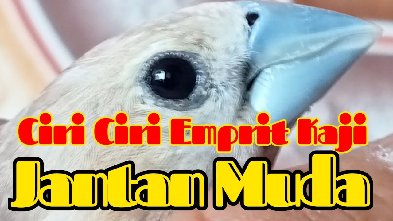 Ciri Burung Emprit Kaji Jantan: Identifikasi dan Karakteristik