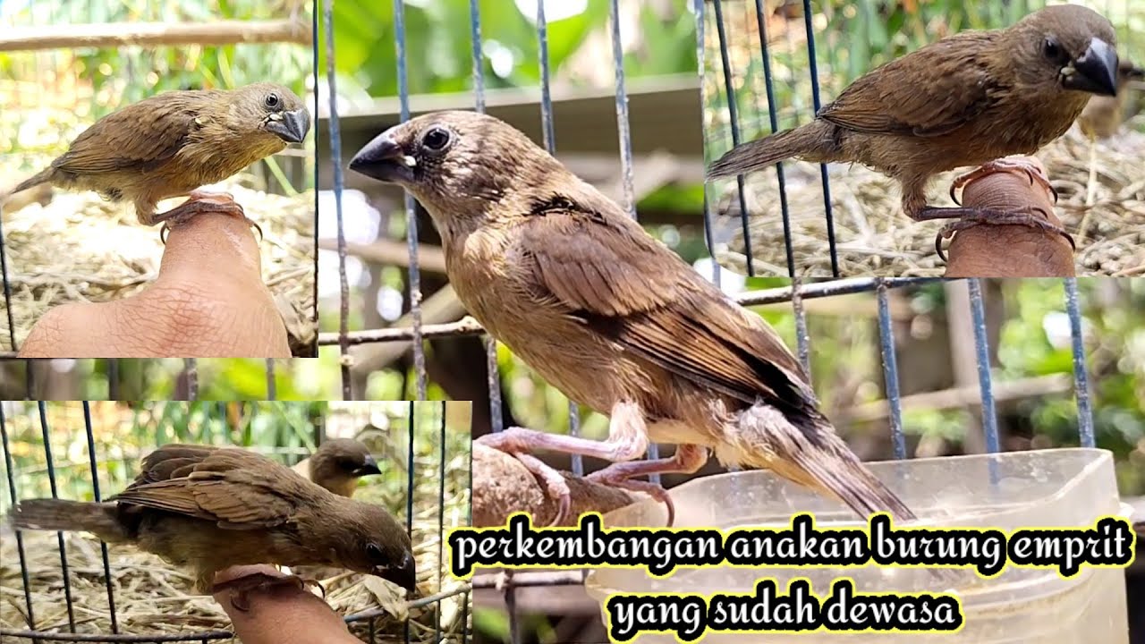 Mengenal Burung Emprit Bayi: Perkembangan, Perawatan, dan Tips Membesarkannya