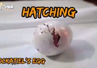 Berapa Hari Telur Burung Falk Menetas: Informasi dan Fakta tentang Proses Pengeraman