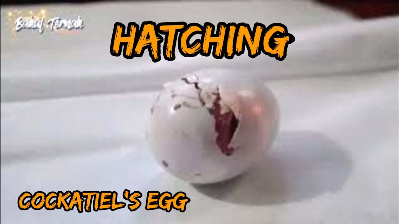 Berapa Hari Telur Burung Falk Menetas: Informasi dan Fakta tentang Proses Pengeraman