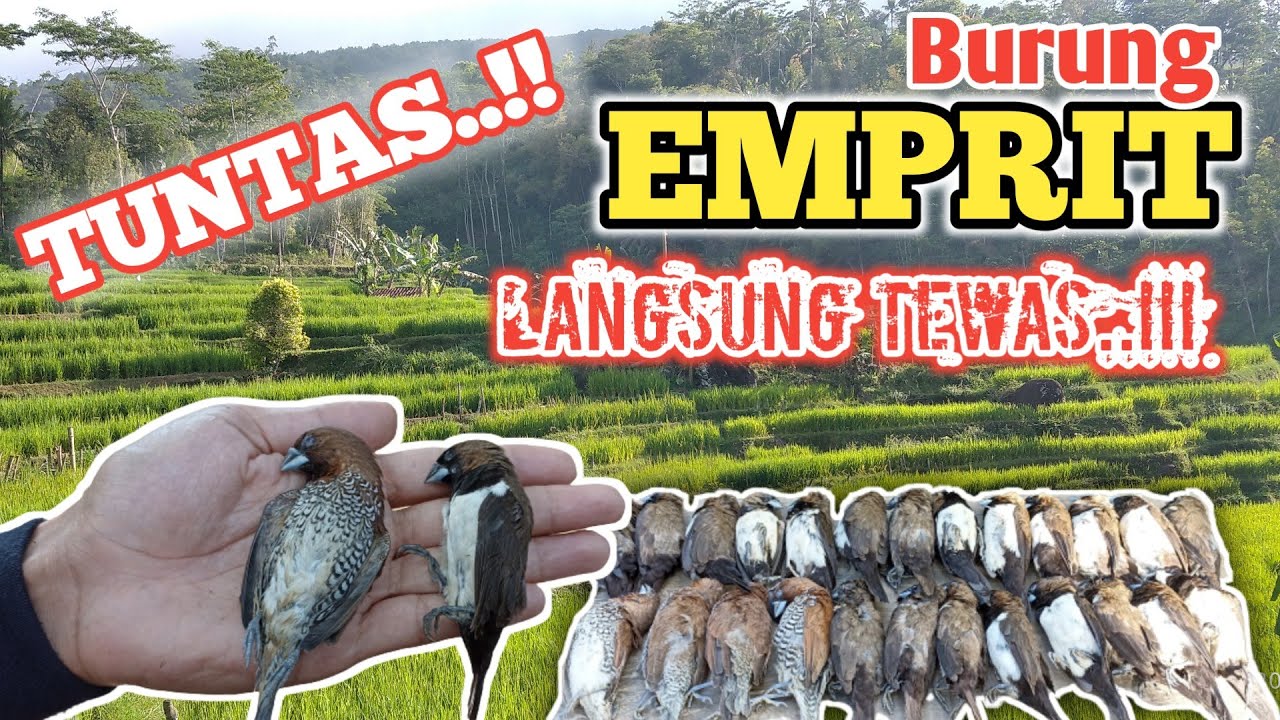 Racun Burung Emprit: Bahaya dan Cara Menghindarinya