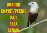 Berikut adalah artikel tentang burung emprit peking dengan 1600 kata: