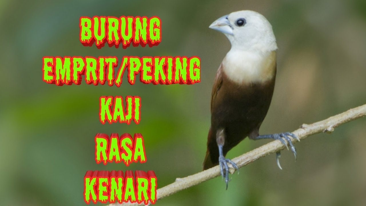 Berikut adalah artikel tentang burung emprit peking dengan 1600 kata: