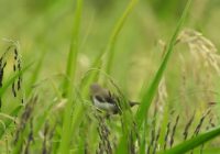 Burung Emprit Padi: Identifikasi, Habitat, dan Perilaku Makanan