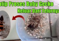 Berapa Hari Telur Gecko Menetas: Informasi Lengkap tentang Proses Penetasan Telur Gecko