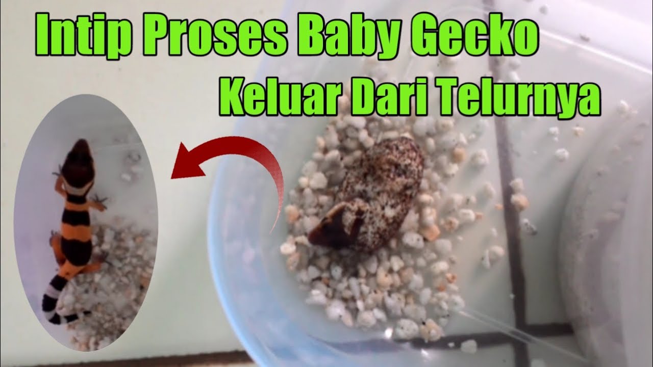 Berapa Hari Telur Gecko Menetas: Informasi Lengkap tentang Proses Penetasan Telur Gecko