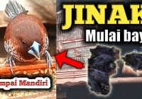 Meloloh Burung Emprit: Tips dan Informasi Lengkap