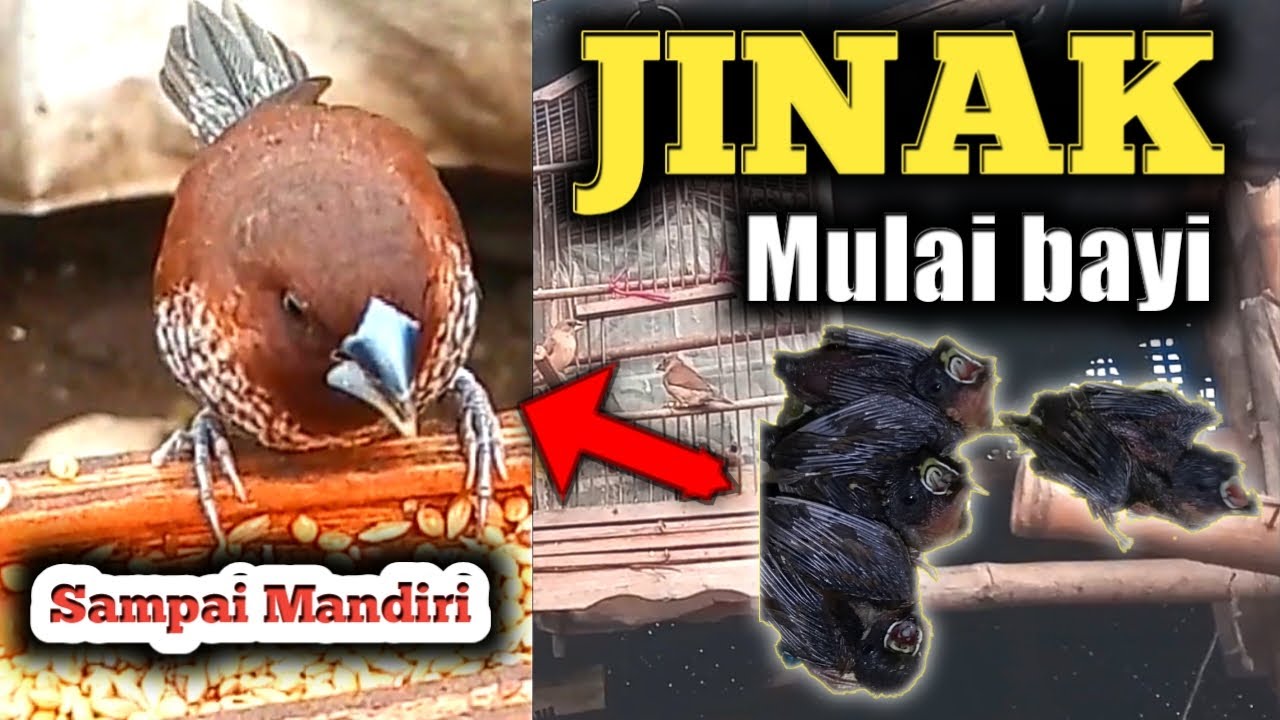 Meloloh Burung Emprit: Tips dan Informasi Lengkap