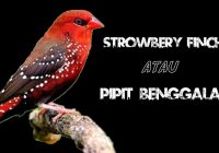 Burung Emprit Strawberry: Spesies Cantik dengan Kecantikan yang Unik