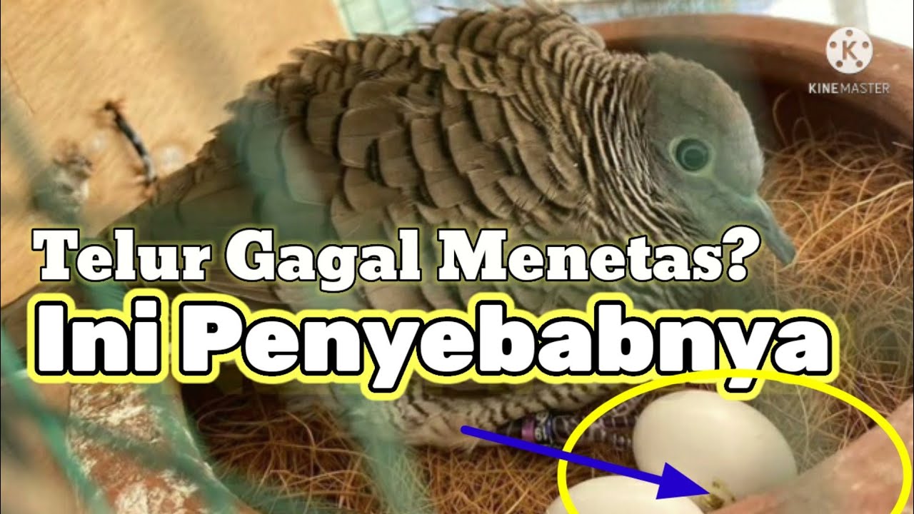 Penyebab Telur Merpati Tidak Menetas: Faktor-Faktor yang Mempengaruhi