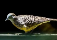 Burung Emprit Suara Perkutut: Keunikan dan Fenomena Alam yang Menarik