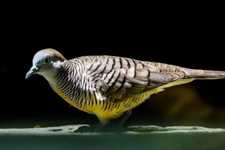 Burung Emprit Suara Perkutut: Keunikan dan Fenomena Alam yang Menarik