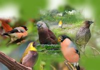 Burung Emprit Pemakan Apa: Informasi Lengkap tentang Habitat dan Pola Makan Burung Emprit