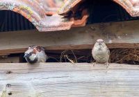 Burung Emprit Masuk dalam Rumah: Penyebab, Dampak, dan Cara Mengusirnya