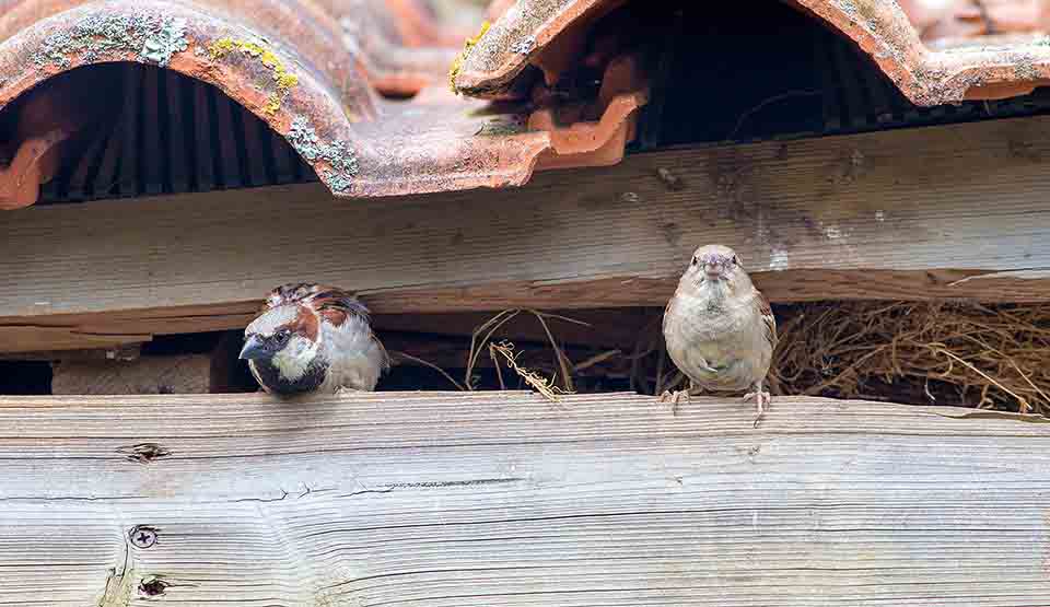 Burung Emprit Masuk dalam Rumah: Penyebab, Dampak, dan Cara Mengusirnya