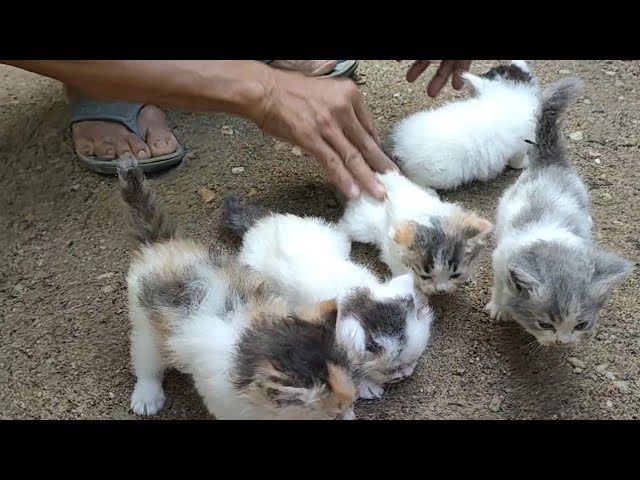 Kucing Anggora Harga 100 Ribu Jember: Apakah Worth It?