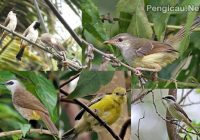 Download Suara Burung Emprit Ribut: panduan lengkap dan informasi menarik