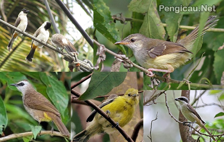 Download Suara Burung Emprit Ribut: panduan lengkap dan informasi menarik
