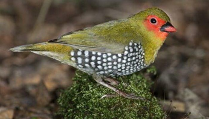 Burung Emprit Suara: Mengenal Suara Khas dan Kebiasaan Burung Emprit